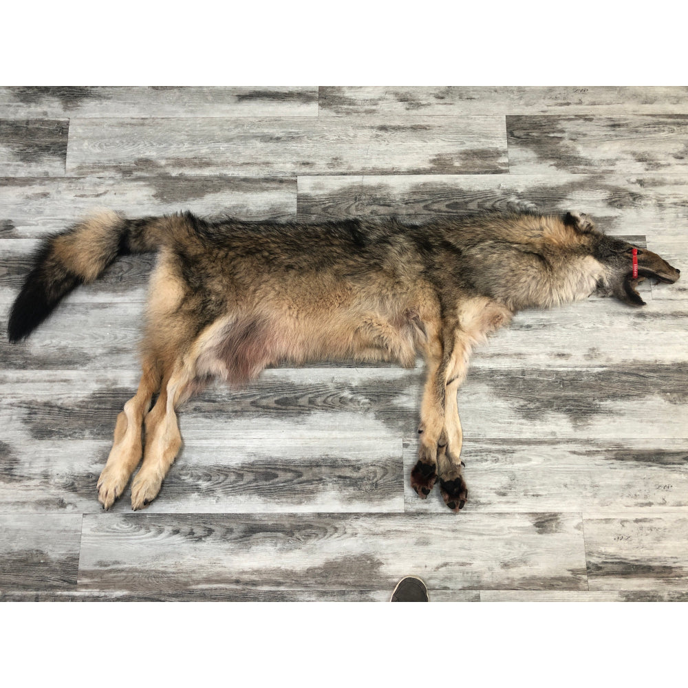 DRESSED SKIN TIMBER WOLF #0000486