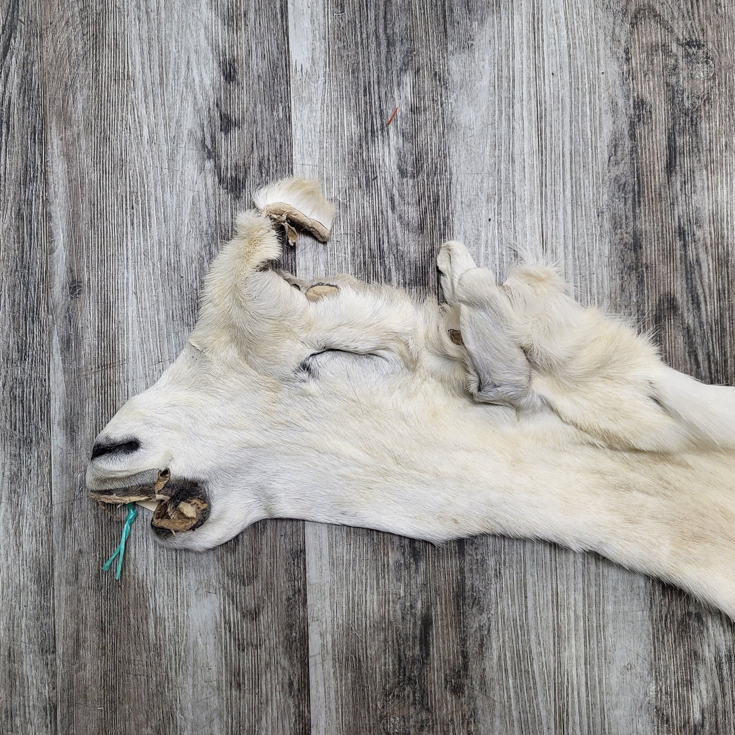 DRESSED SKIN - DALL SHEEP - #04374