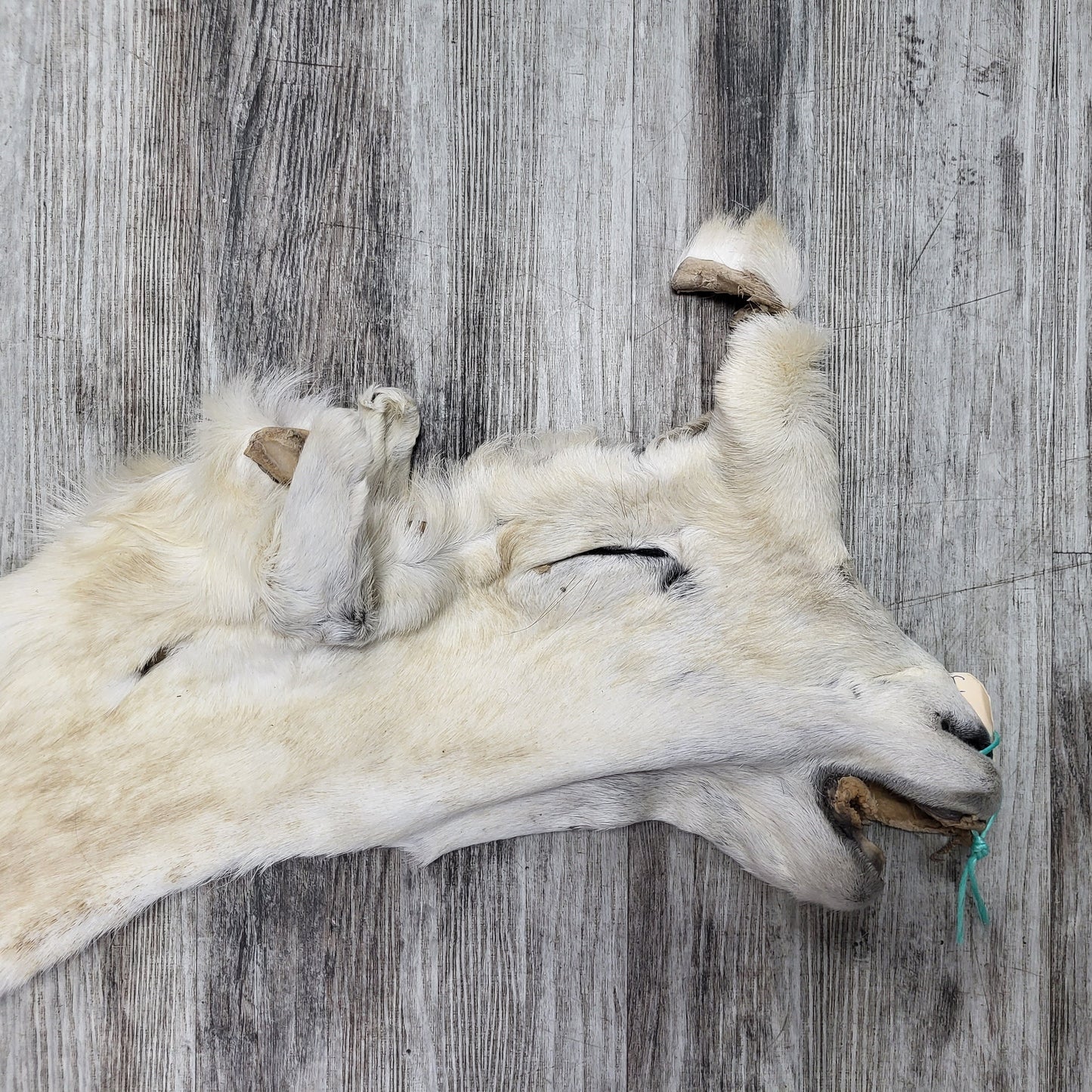 DRESSED SKIN - DALL SHEEP - #04374