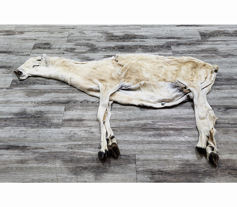PEAU - MOUFLON DE DALL #04376