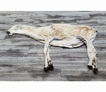 PEAU - MOUFLON DE DALL #04376