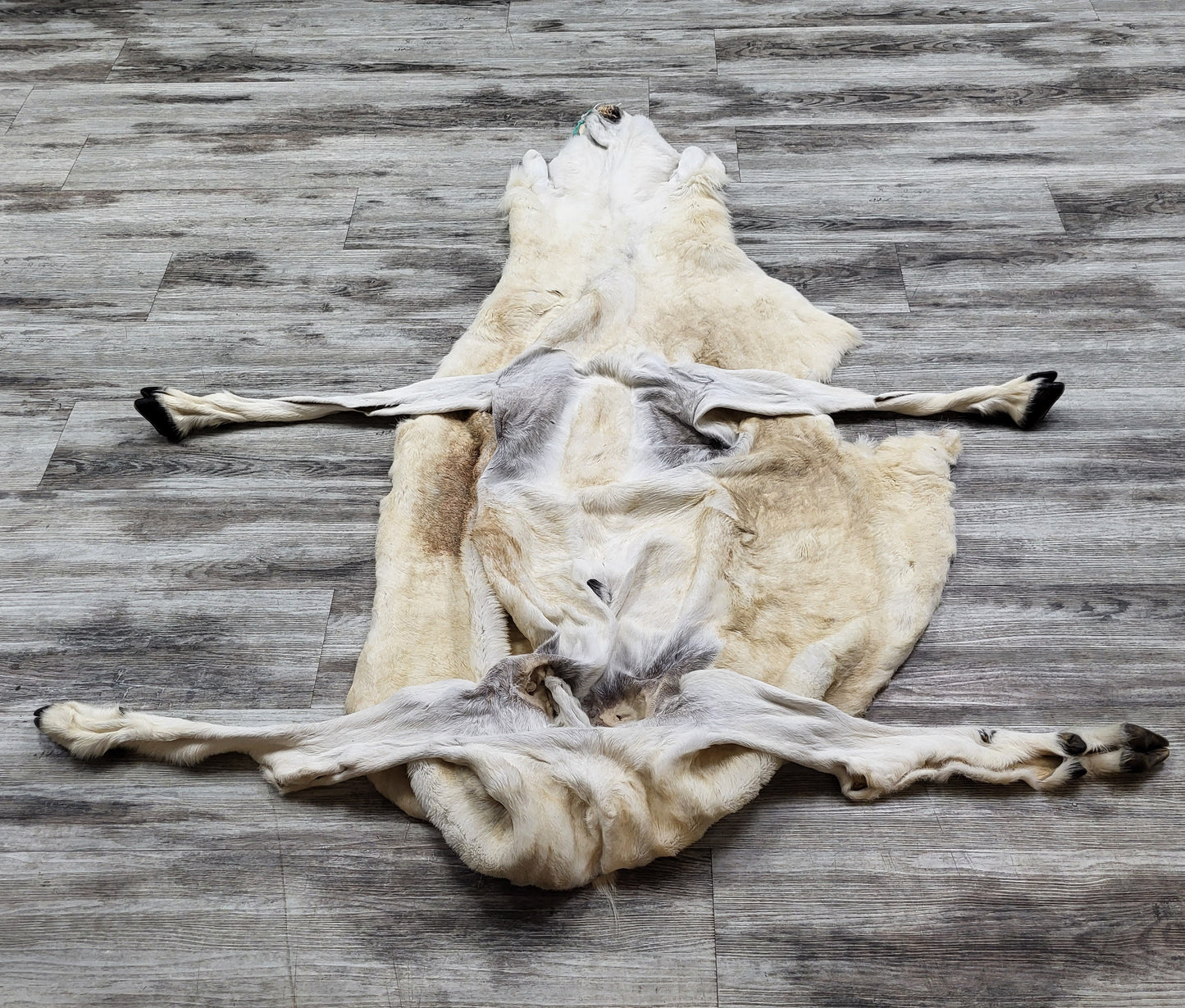 PEAU - MOUFLON DE DALL #04376