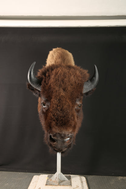 Shoulder Mounts - Buffalo #04533