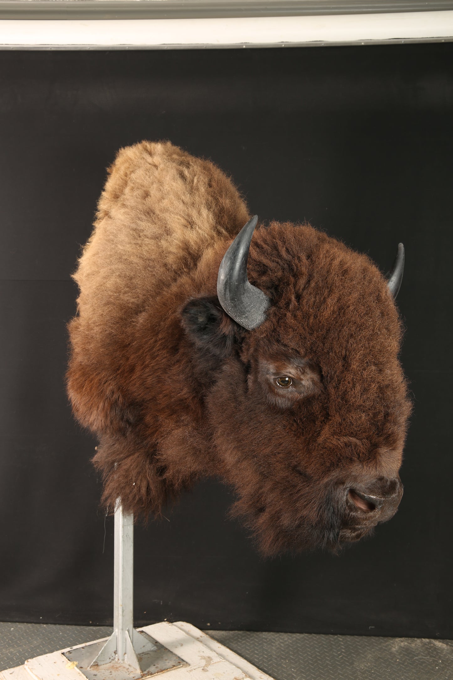 Têtes - Bison #04533