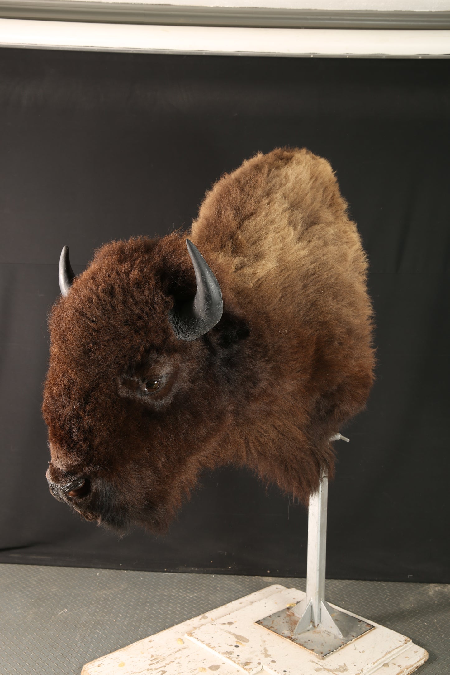 Têtes - Bison #04533