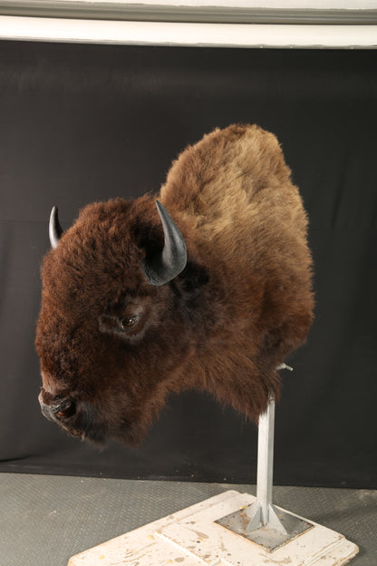 Shoulder Mounts - Buffalo #04533