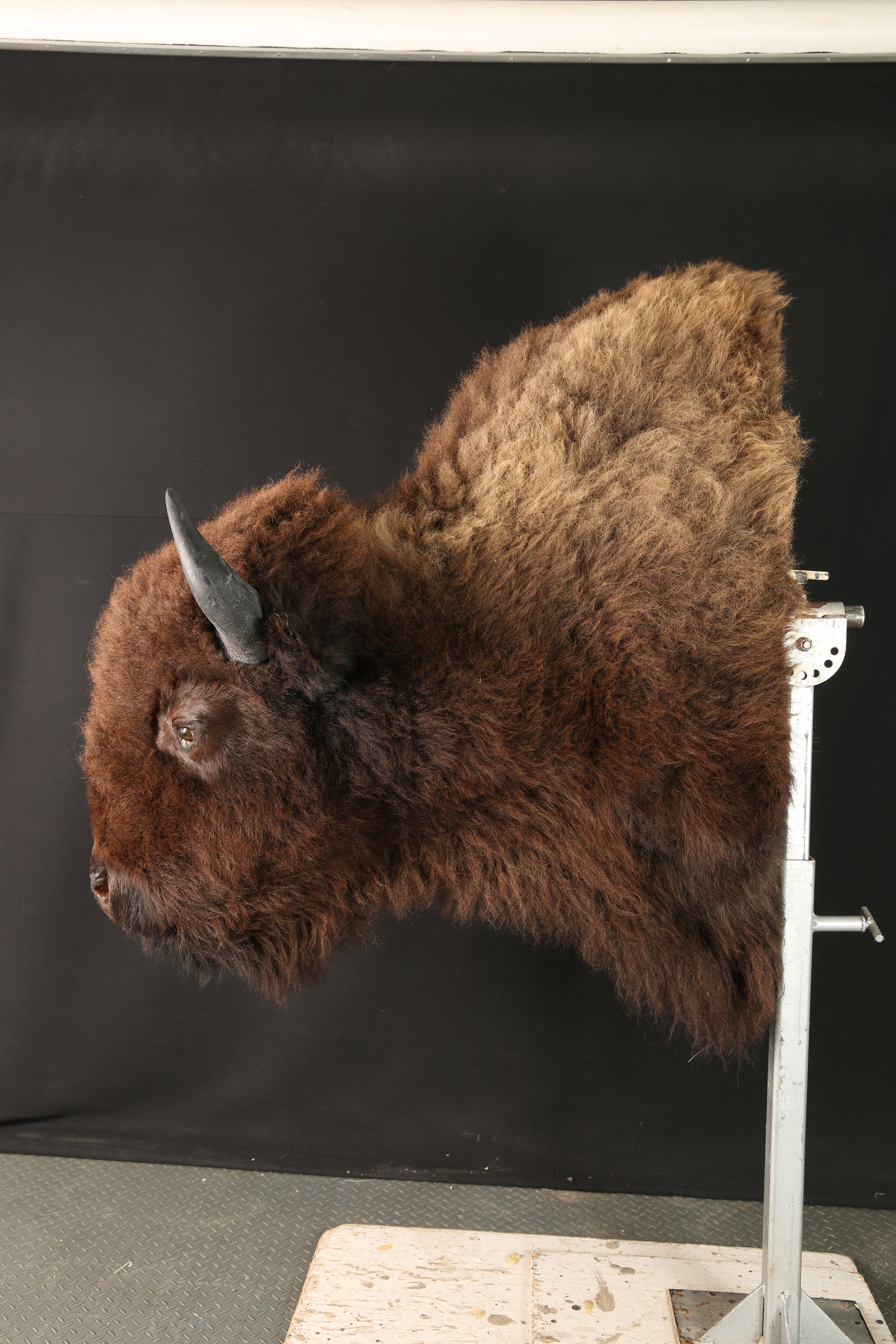 Shoulder Mounts - Buffalo #04533