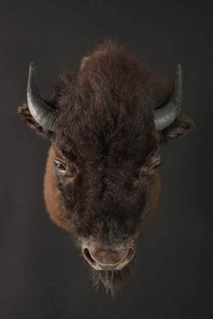Shoulder Mounts - Buffalo #10436