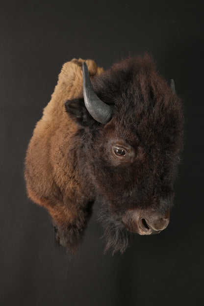 Têtes - Bison #10436