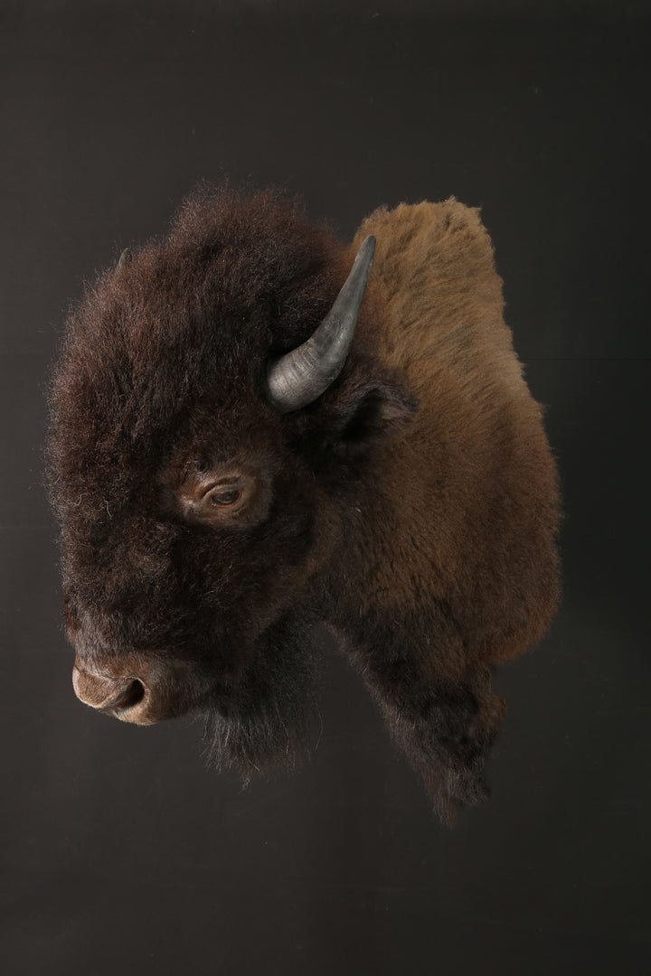 Têtes - Bison #10436