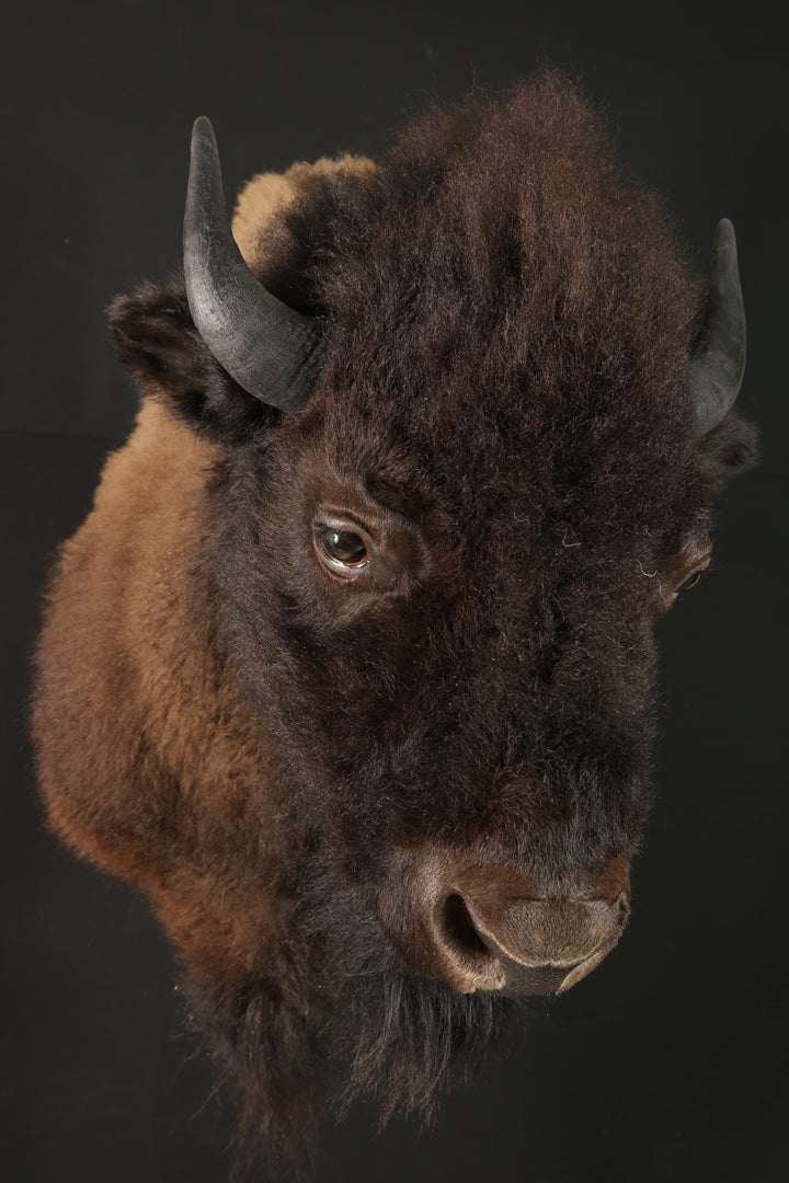 Têtes - Bison #10436