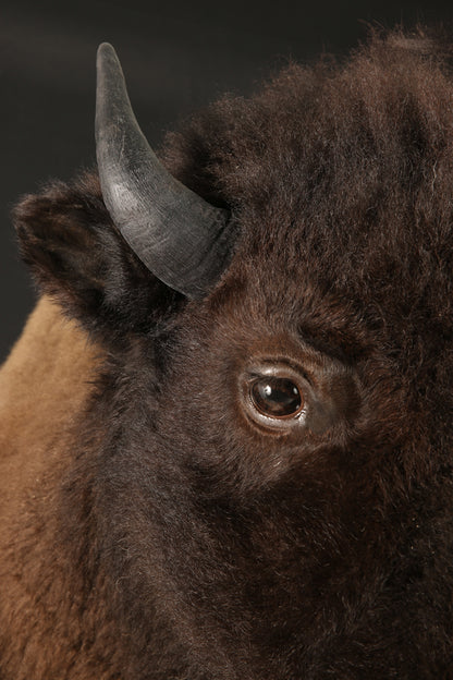 Têtes - Bison #10436