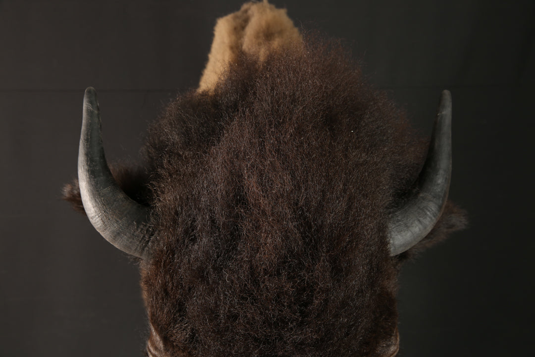 Shoulder Mounts - Buffalo #10436