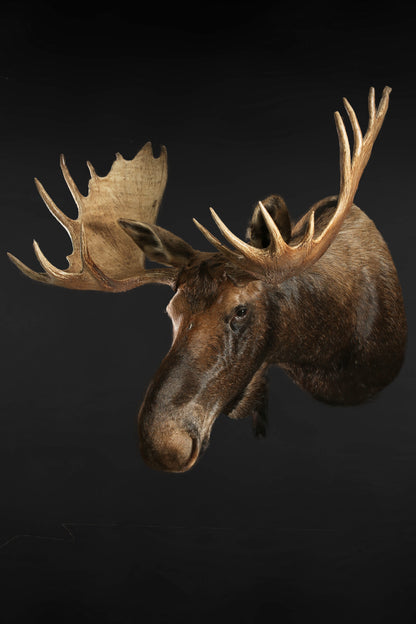 Shoulder Mounts - Moose #14993