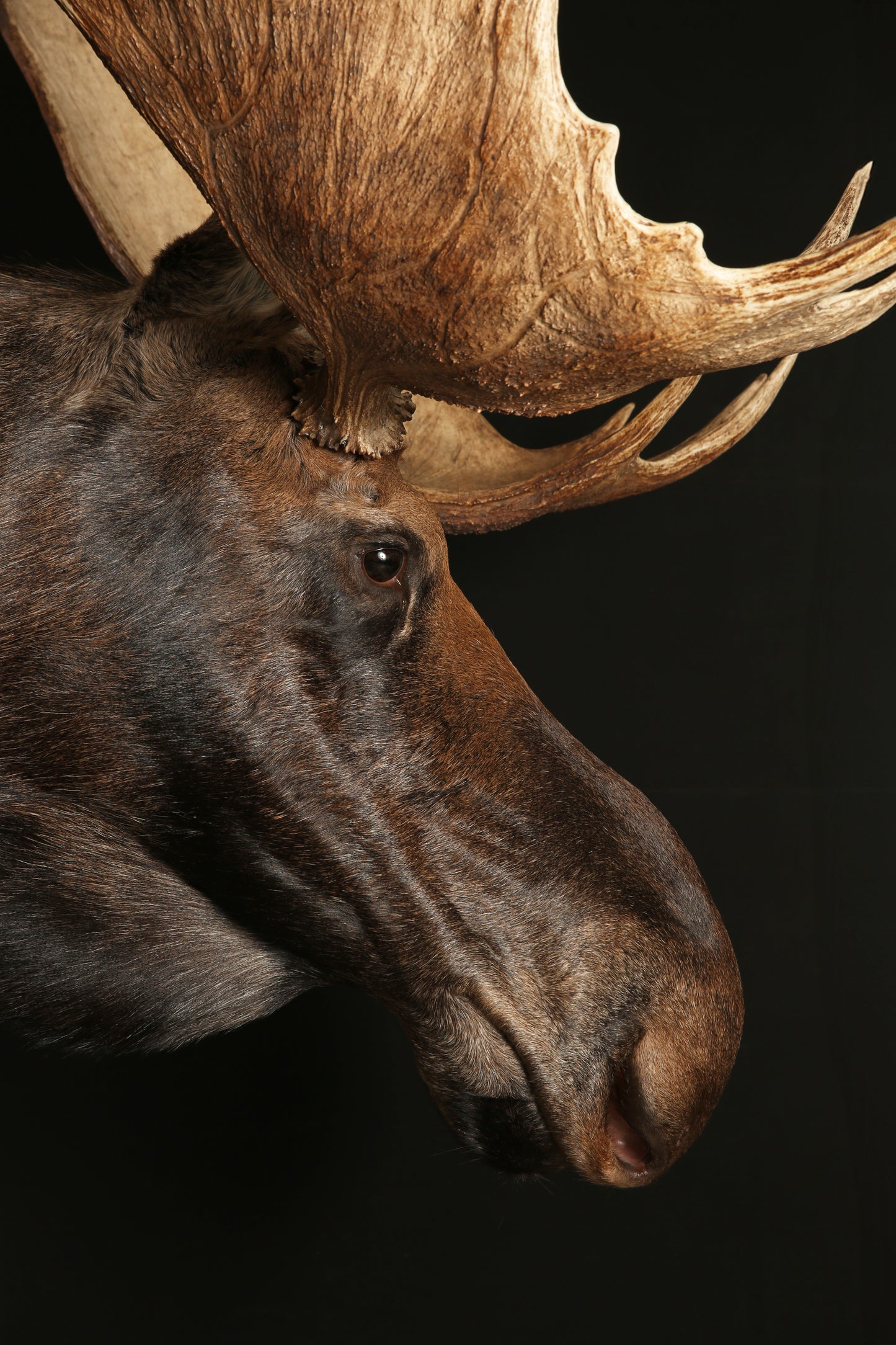 Shoulder Mounts - Moose #14993