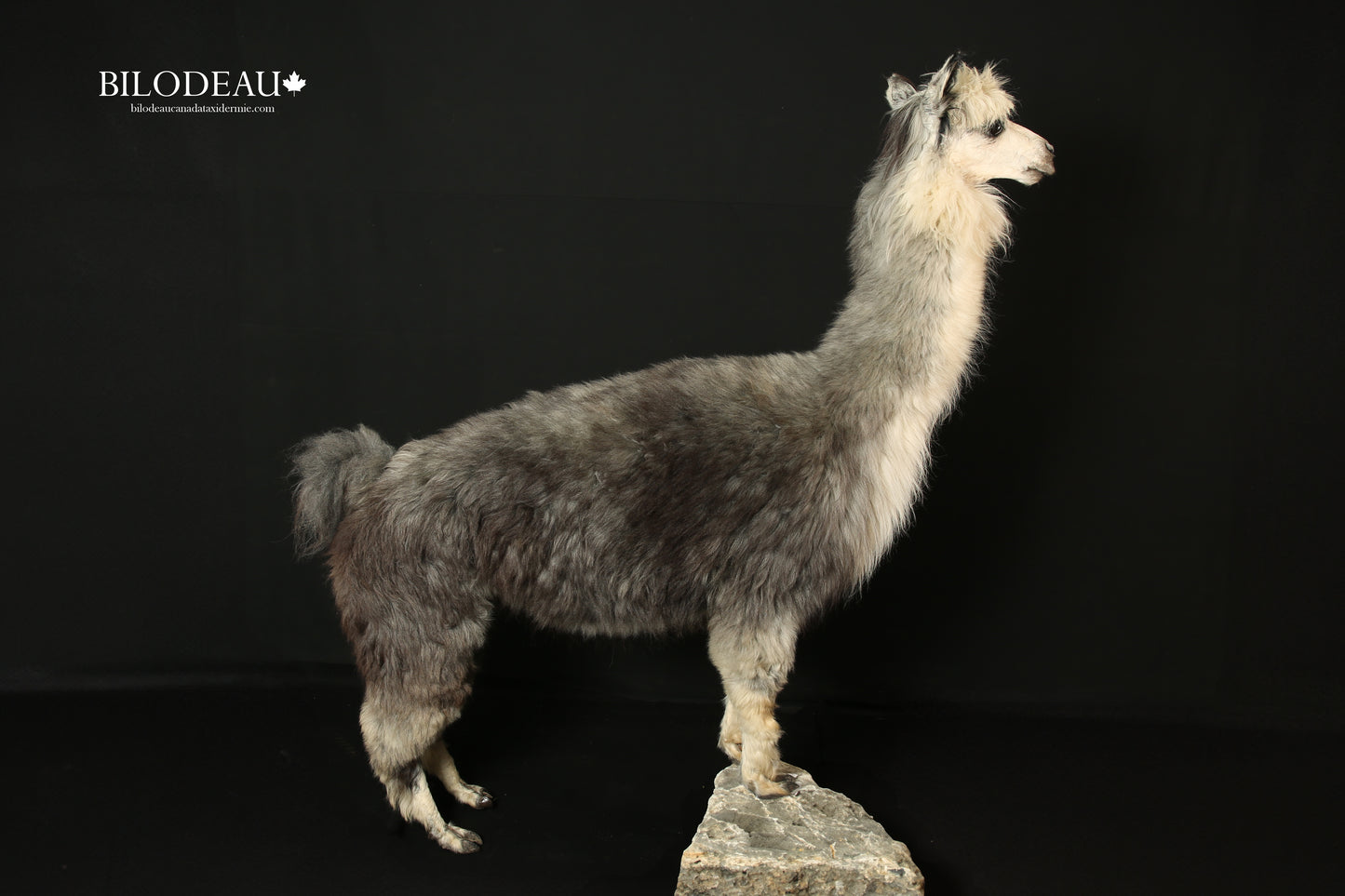 Mounts - Lama #0001121