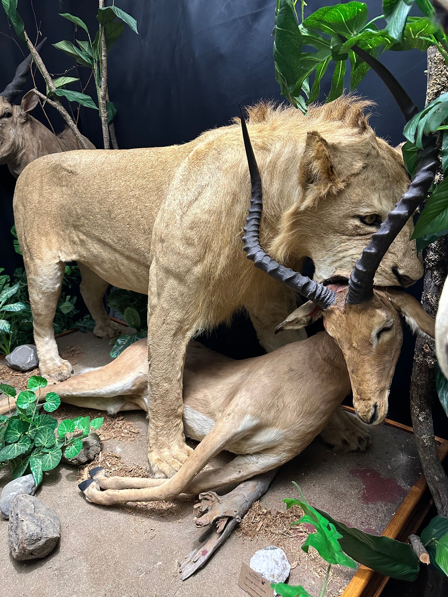 Mounts - Lion and Impala