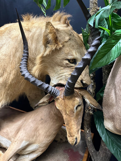 Mounts - Lion and Impala