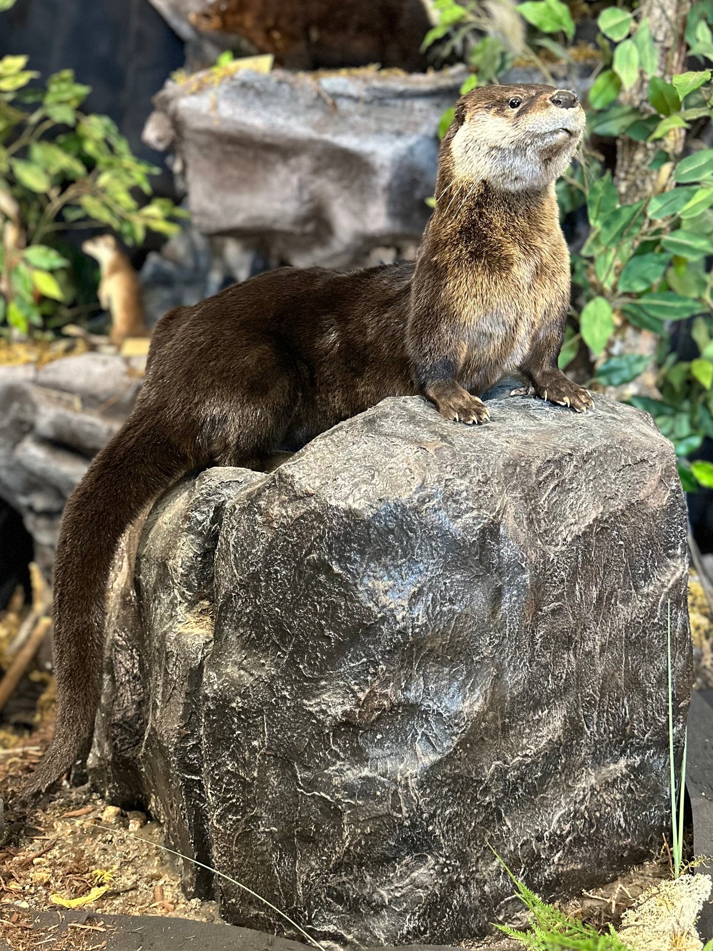 Mounts - Otter