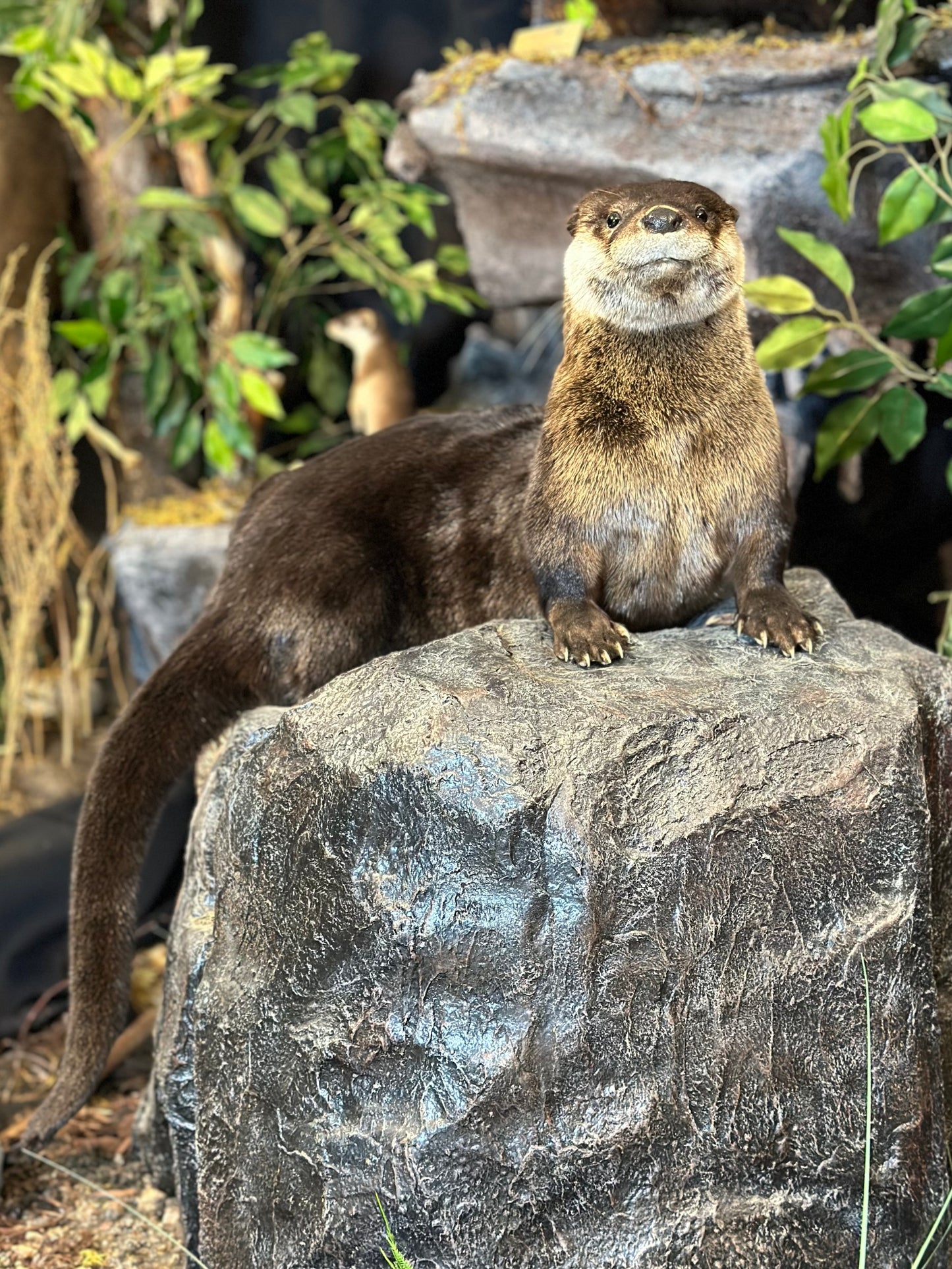 Mounts - Otter