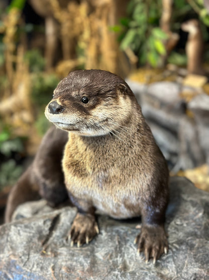 Mounts - Otter