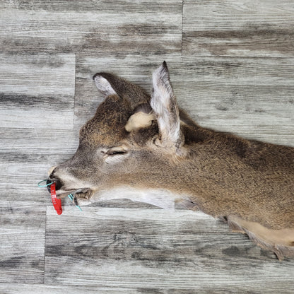 Peau - Chevreuil #0000975