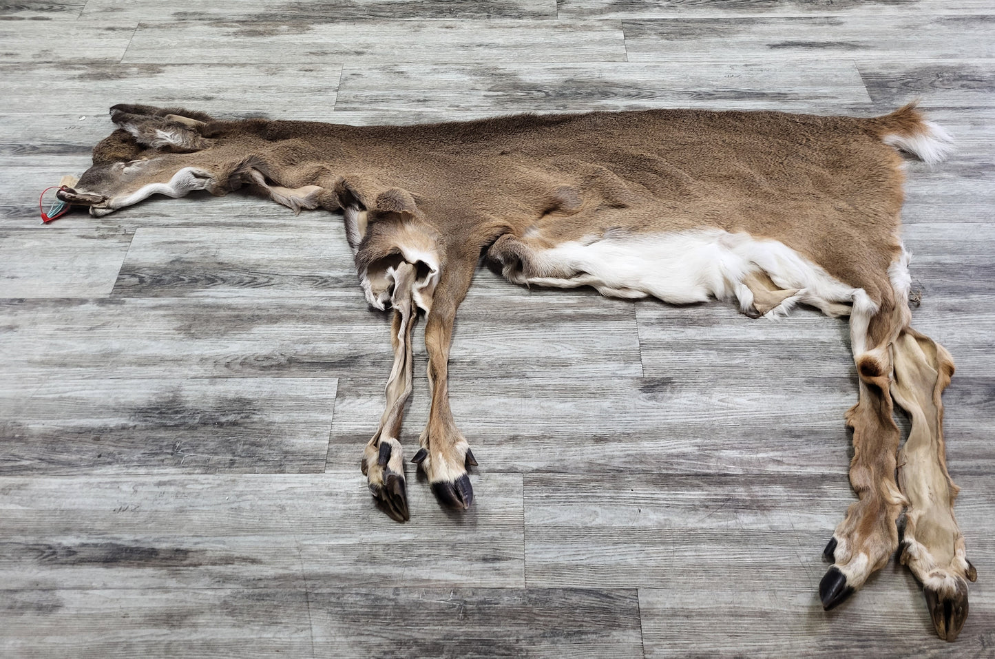 Peau - Chevreuil #0000975