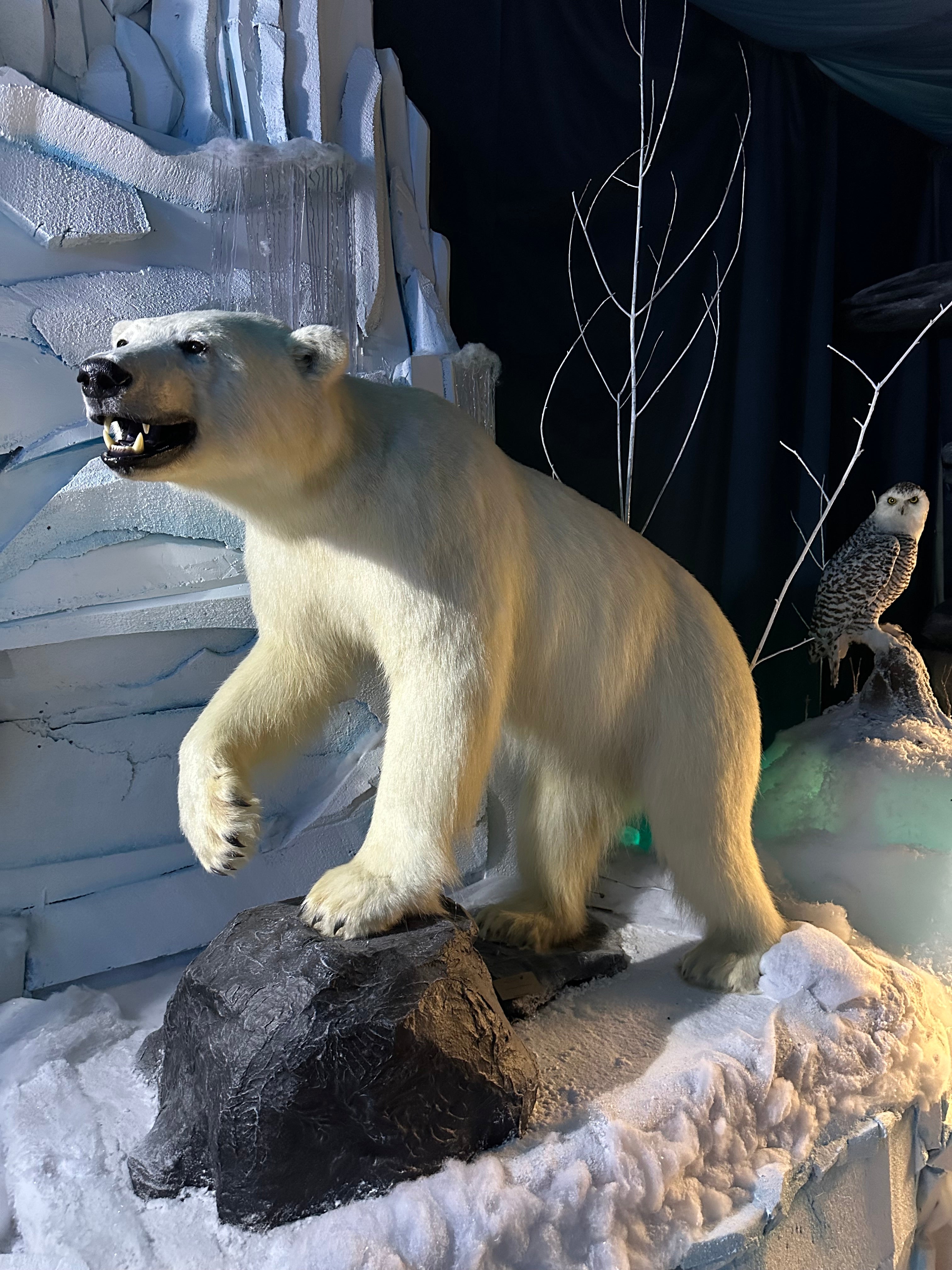 Mounts - Polar Bear – BILODEAU Canada Taxidermy