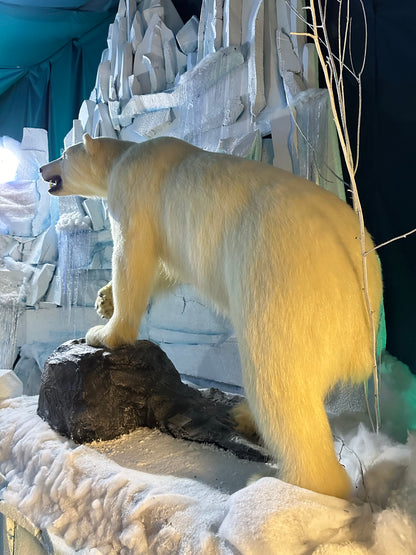 Mounts - Polar Bear