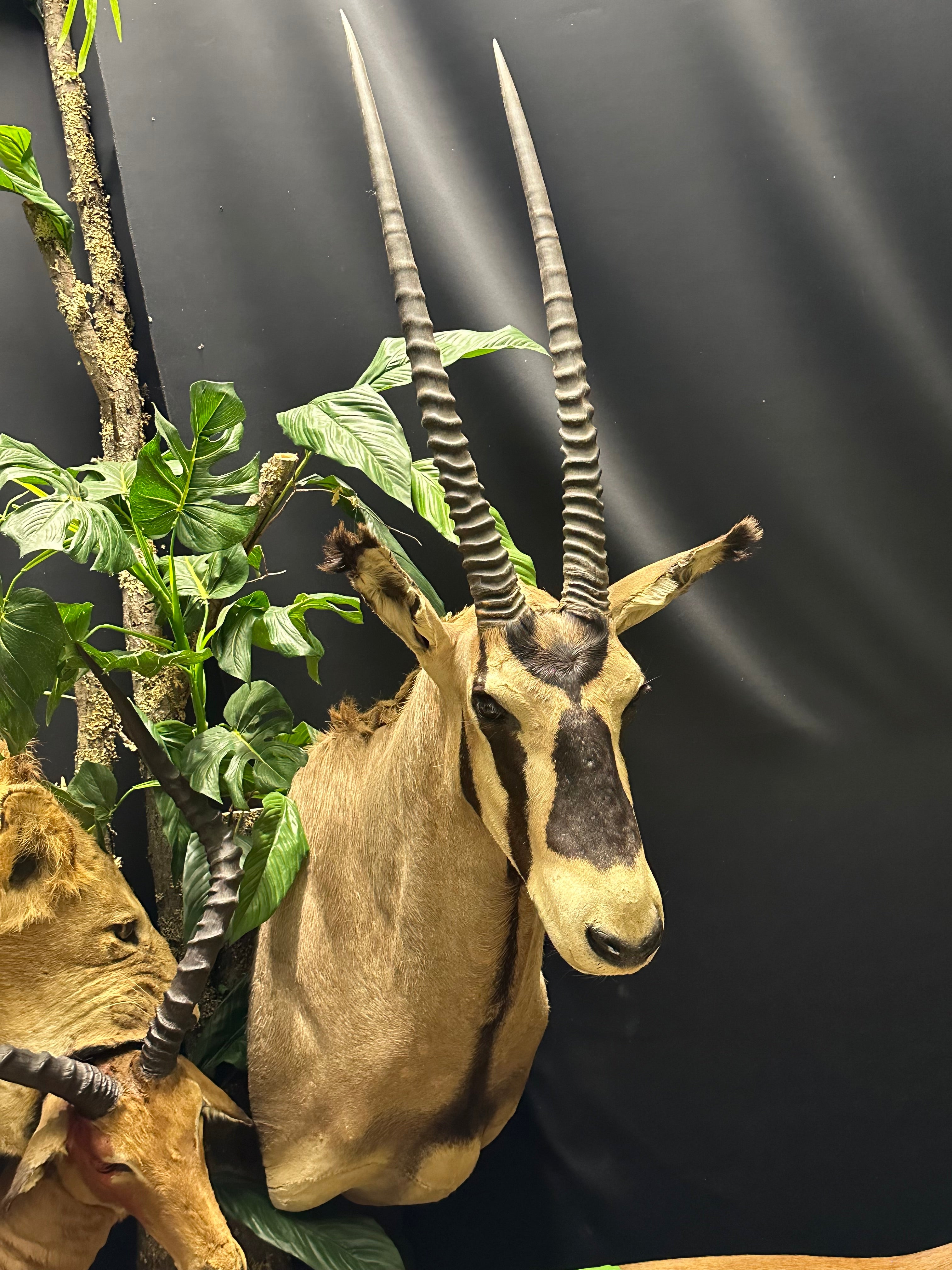 Shoulder Mounts - Oryx – BILODEAU Canada Taxidermy