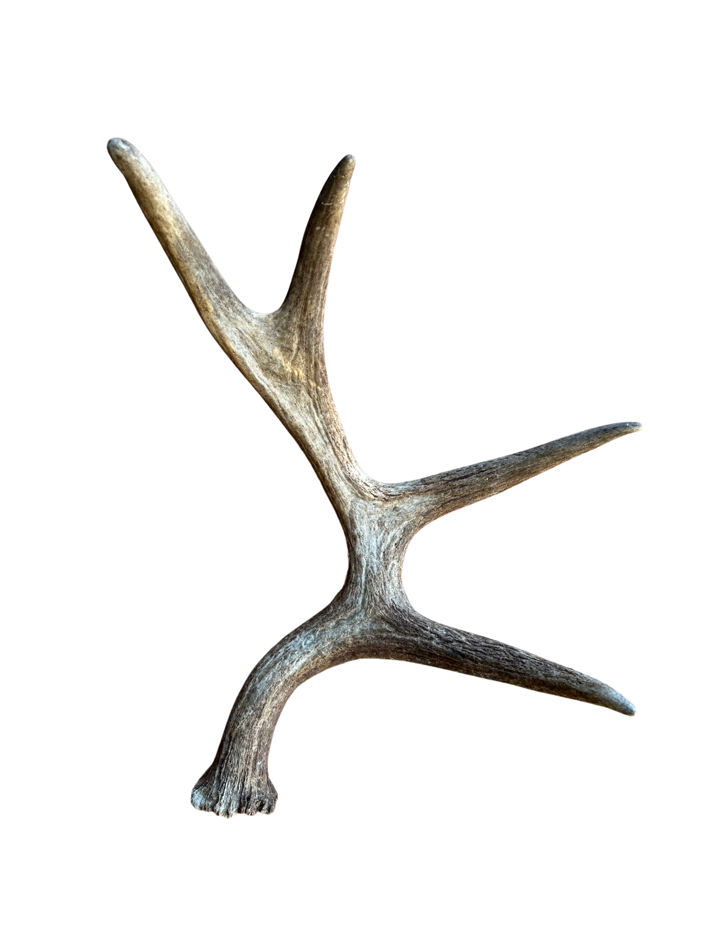 Antlers - Grade A Moose