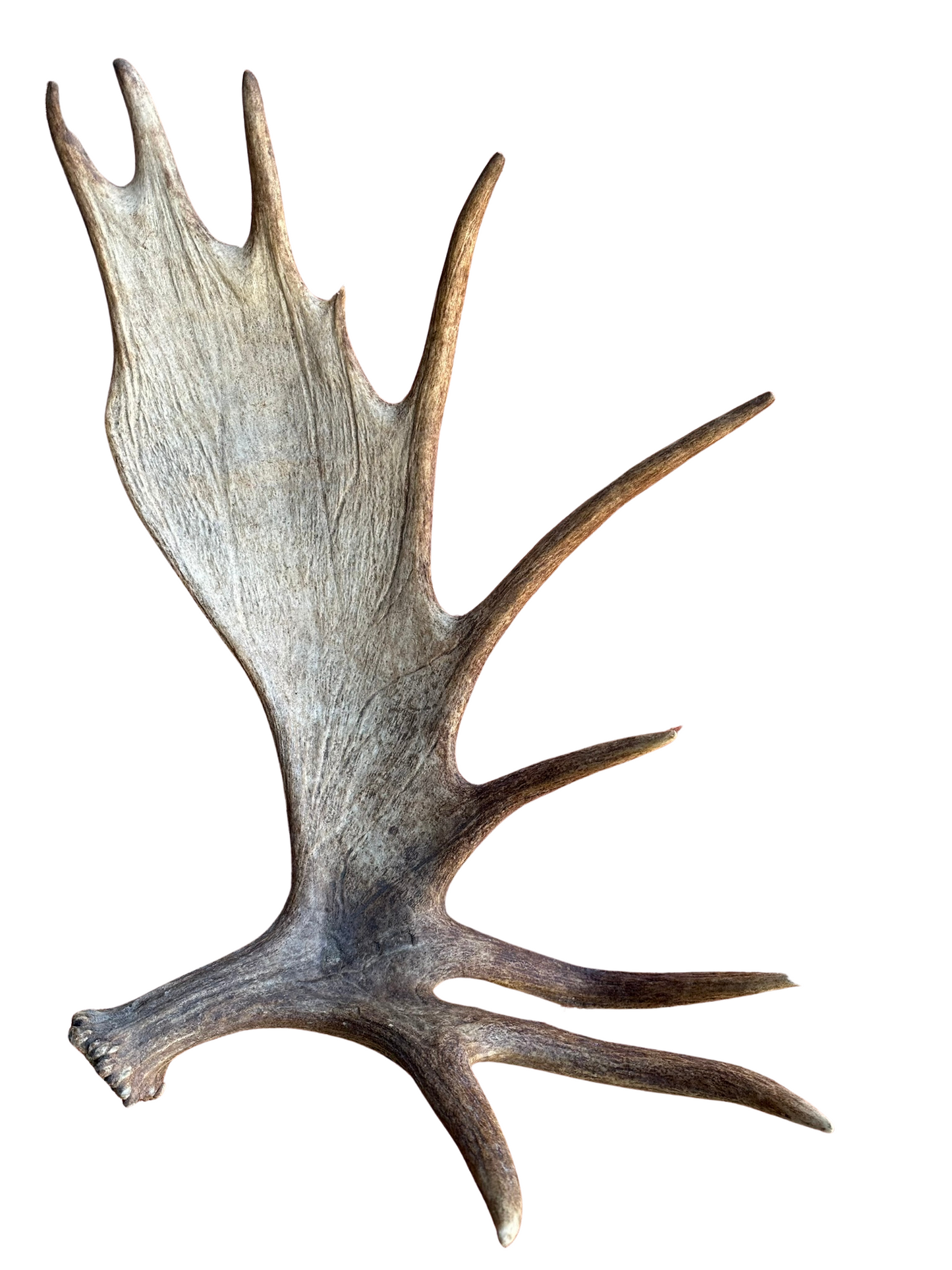 Antlers - Grade A Moose