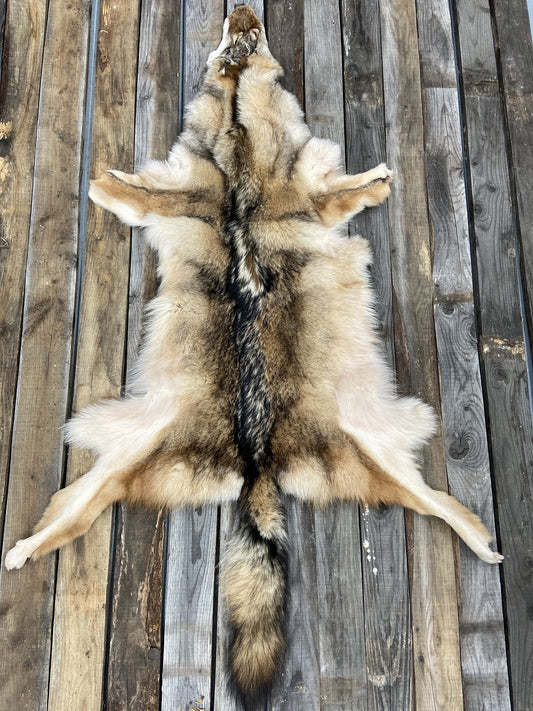 Eastern Coyote pelt