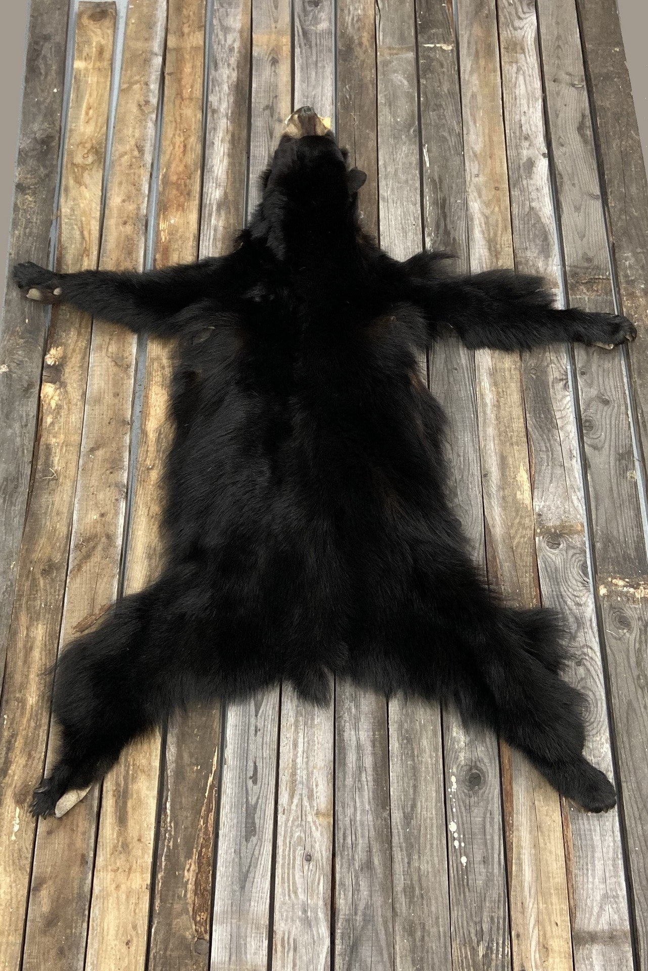 Black Bear pelt