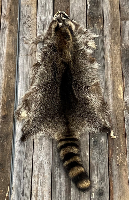 Raccoon Pelt