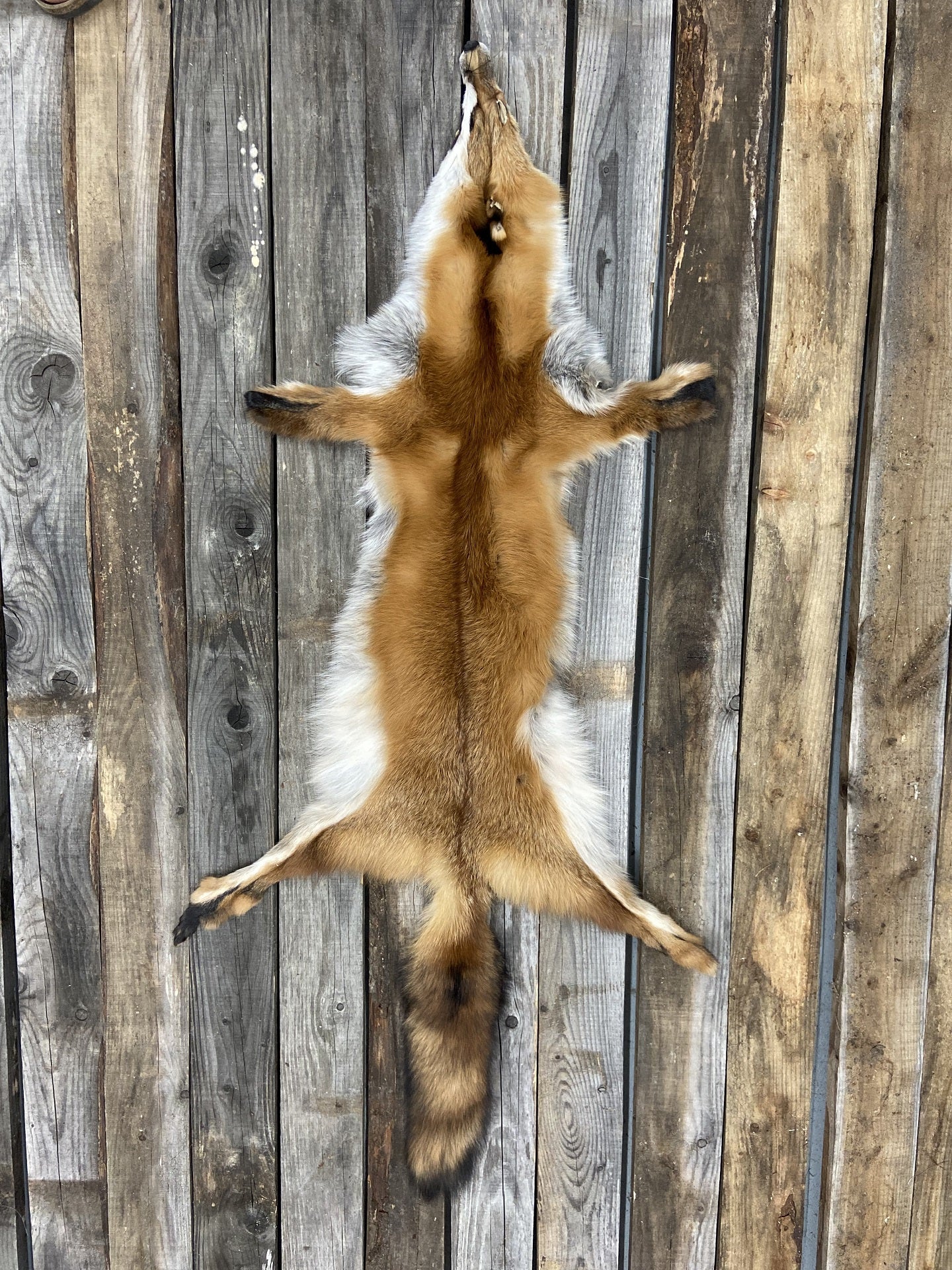 Wild red Fox pelt