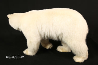 Mounts - Polar Bear