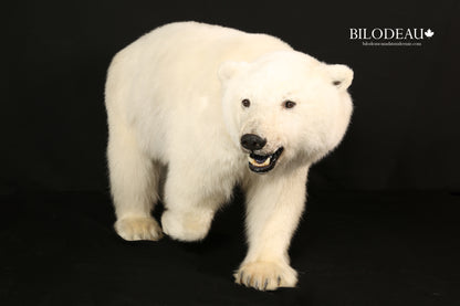 Mounts - Polar Bear