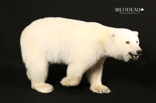 Mounts - Polar Bear