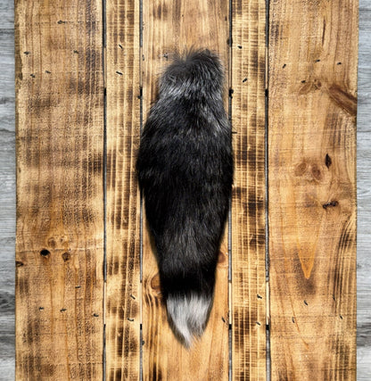 Queue de Renard Argenté