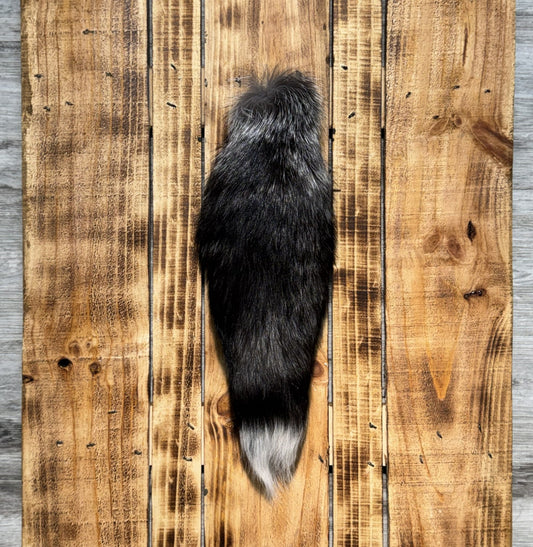 Queue de Renard Argenté