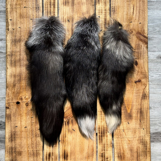Queue de Renard Argenté