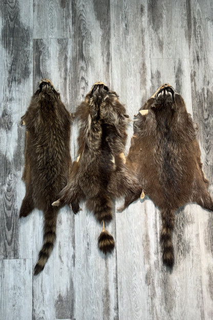 Raccoon Pelt Grade III / IV