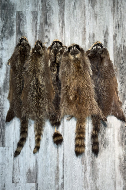 Raccoon Pelt Grade III / IV