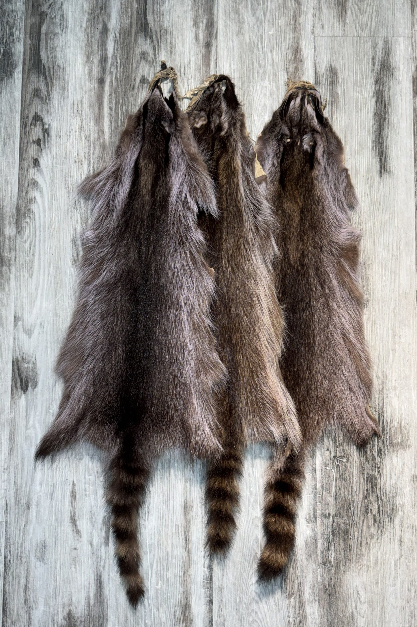 Raccoon Pelt ( Violet Tone)