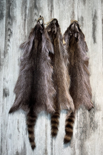 Raccoon Pelt ( Violet Tone)