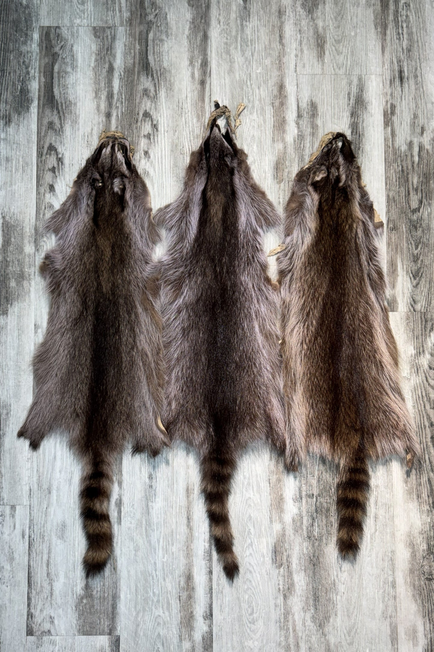 Raccoon Pelt ( Violet Tone)