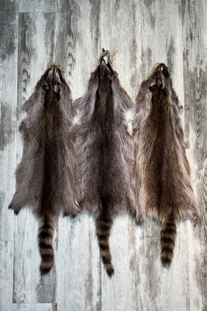 Raccoon Pelt ( Violet Tone)