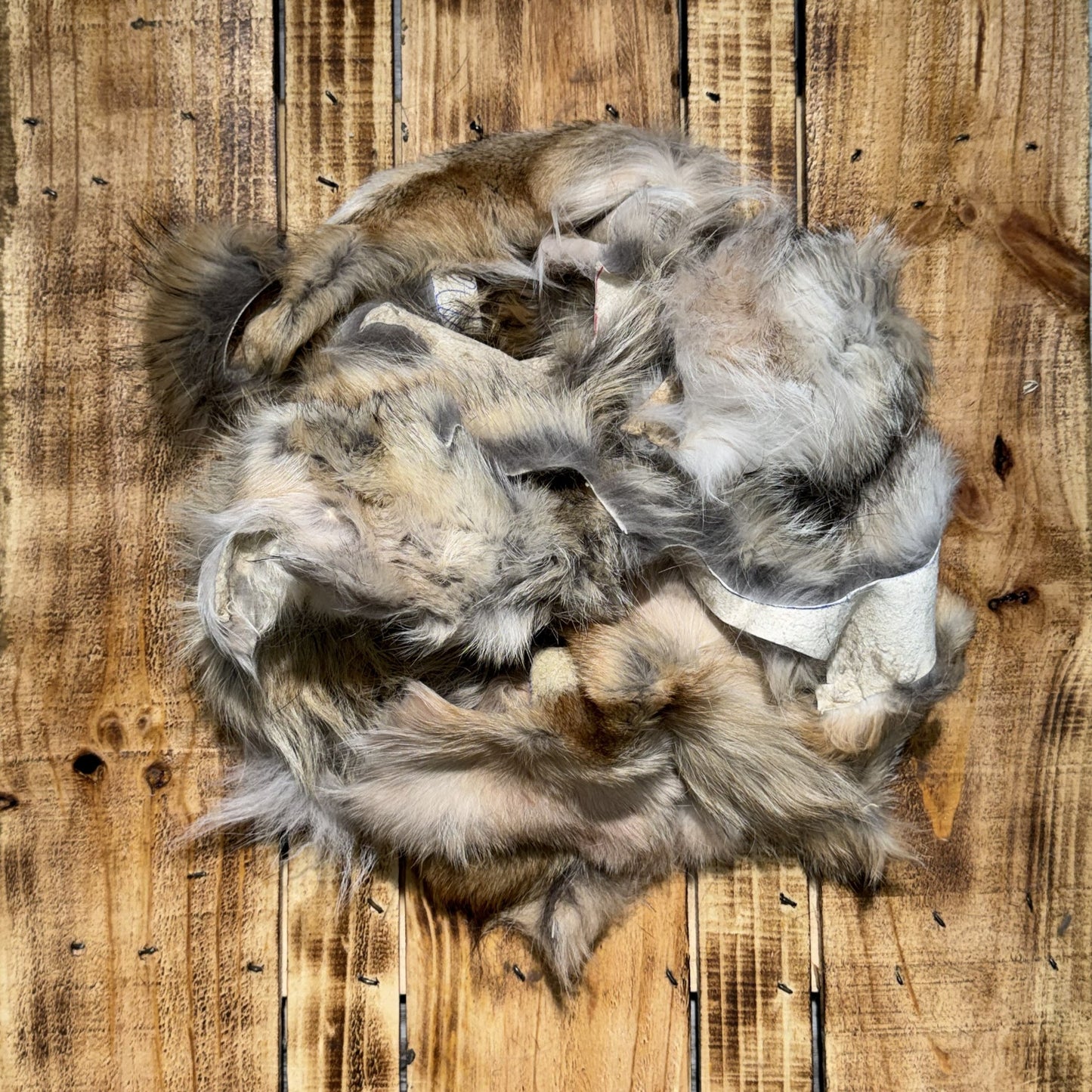 Coyote Scraps