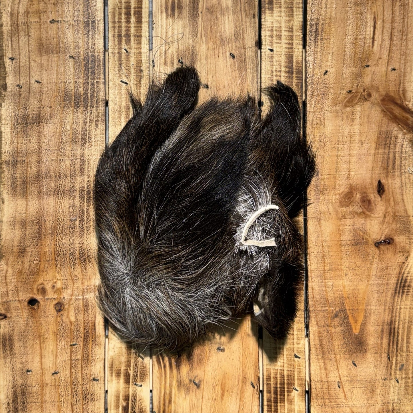 Moose Scraps